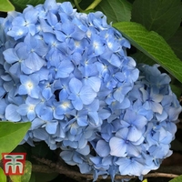 Hydrangea macrophylla 